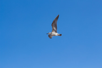 Isolated Seagull Flying in the Sky