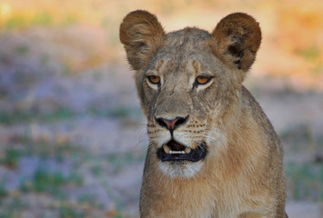 Fototapeta na wymiar Close up of an adolescent Lioness face looking directly ahead