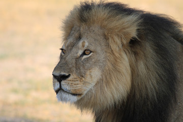 Cecil the Lion Side Profile of Face.  Cecil was tragically killed by a hunter in July 2015