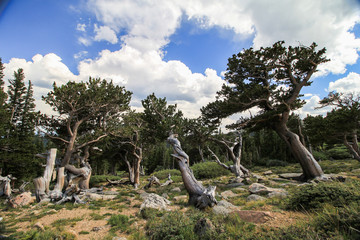 Fototapeta na wymiar Trees in Rocky Mountain National Forest