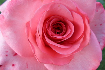 rose 6