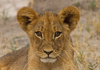 full frame of a small cub face looking directly into camera.