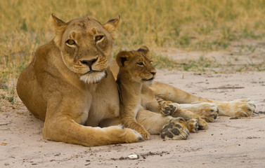 Mother Lioness with her cub resting betweej her paws in Hwange, Zimbabwe