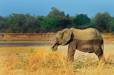 Fototapeta na wymiar Elephant standing on the banks of the Luangwa River in Zambia