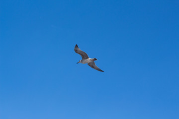 Isolated Seagull Flying