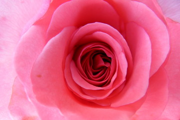 rose 8