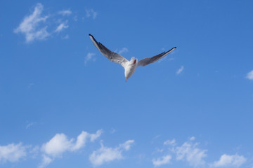 Seagull in the clouds blue Sky