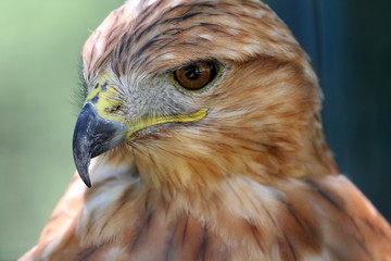 Hawk_Buzzard_eye_Ukraine_2017