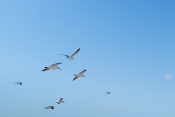 Fototapeta premium Seagulls Flying in the blue Sky