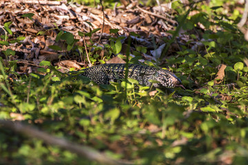 Teiú (Salvator merianae) | Black-and-white Tegu photographed in Linhares, Espírito Santo - Southeast of Brazil. Atlantic Forest Biome.