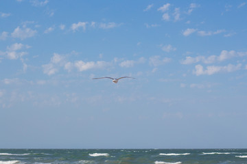 Fototapeta na wymiar Seagull Flying in the clouds blue Sky above the sea