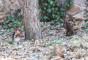 Two squirrels sit on ground next to trunk of pine