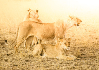 Lion pack in natural habitat of african savanna, Ngorongoro Conservation Area, Tanzania, Africa.