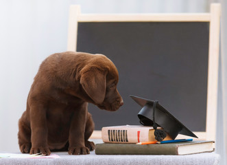Puppy of Labrador Retriever breed sits next to books on background of school board, September 1