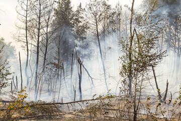 A wildfire in forest due to continuous dry weather