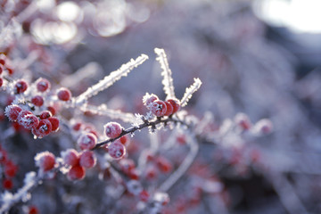 Frozen