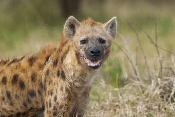 Hyena South Africa