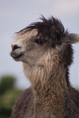 Obraz premium alpaca profile facing
