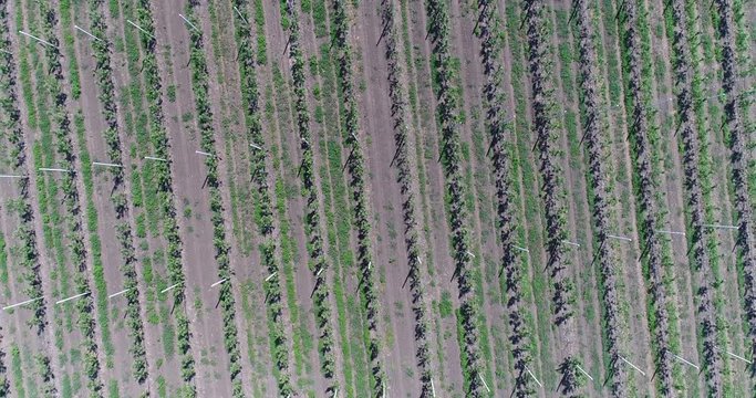 A view of the seedlings of trees from the air, flying over tree seedlings, a garden center, a young apple garden on the field, Rows of tree saplings in the Young apple garden, 4k, aerial