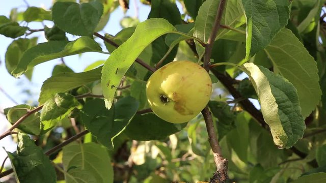 Nat&uuml;rlich gewachsener Apfel h&auml;ngt am Baum, Bl&auml;tter bewegen sich im Wind