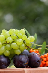 Green grapes, plums and mountain ash in a wooden basket