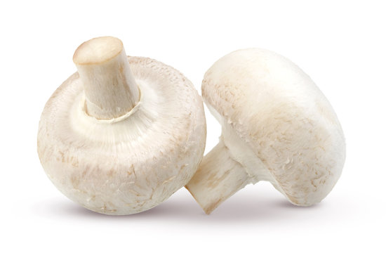 Mushroom isolated on white background