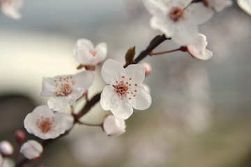 Spring blossom 