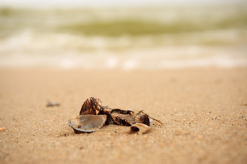 Muscheln am Strand