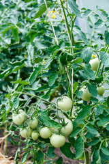bunch of green tomatoes