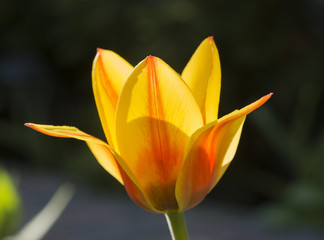 Close up of a tulip flower over nature background
