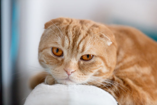 Close up photo of sad red Scottish fold cat with orange eyes