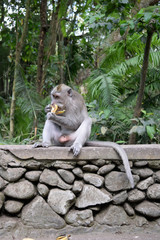 macaque ape eating banana in forest in Bali