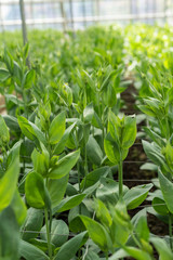 greenhouse full of lisianthus grandiflorum plants horticulture hothouse agriculture