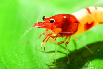 Schöne  Rote Pinto Shadow Garnele - Taiwan Bee