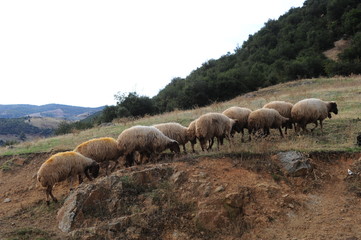 Sheeps,Mountain,Turkey