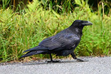 Common raven walking along the edge of a road
