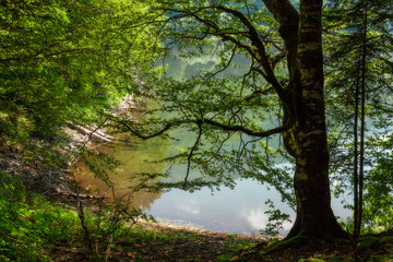 Biogradska Gora lake reflexions