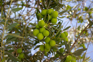 Olive tree branch