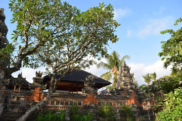 Tree before Temple in Bali Indonesia