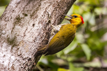 Pica-pau-bufador (Piculus flavigula) | Yellow-throated Woodpecker photographed in Linhares, Espírito Santo - Southeast of Brazil. Atlantic Forest Biome.