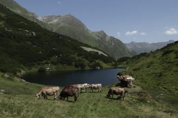 Kühe am Bergsee - 170492210