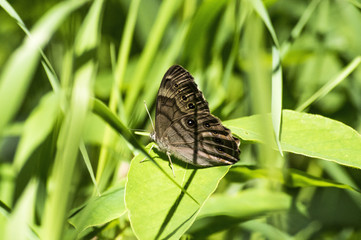 Brown Butterfly