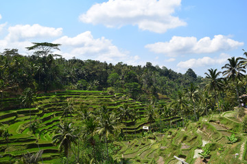 Rice field Bali Indonesia
