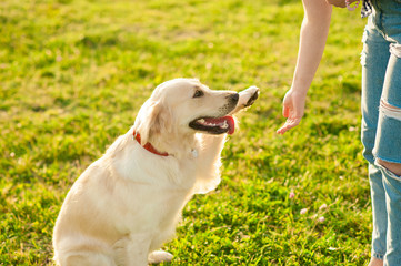 Obedient golden retriever dog with his owner practicing paw command