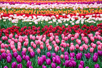 Blooming flowers in Keukenhof park in Netherlands, Europe