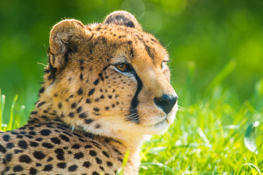 Cheetah close up, lying in green grass