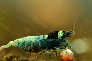 Sehr schöne Caridina Garnele tragend