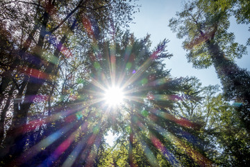 Sonne im Wald