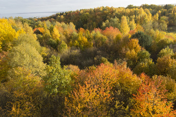 aerial view of the forest with the autumn colors close to sea