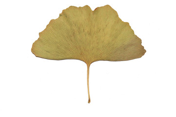 Ginkgo leaf isolated on white background. Green ginkgo-leaf. Mature ginkgo leaves. Ginkgo leaves...